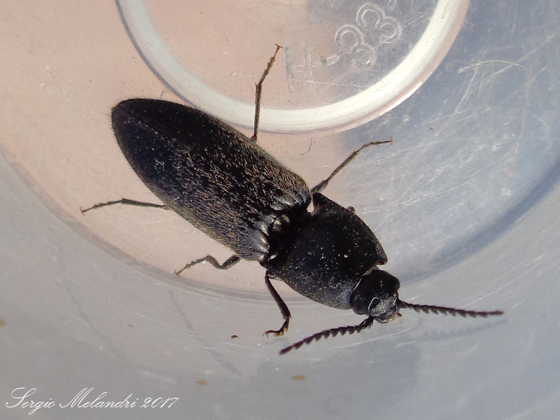 Elateridae: Hemicrepidius hirtus